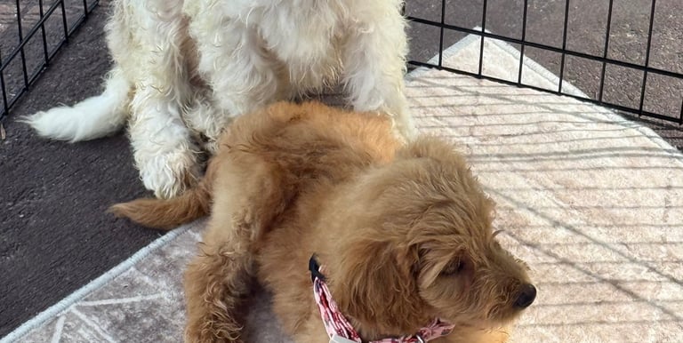 Two fluffy Goldendoodle puppies resting in a playpen with a chew toy.