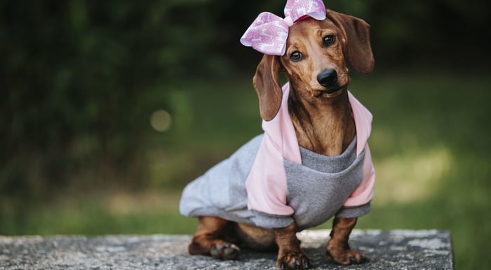 perrita con moño rosa y vestido a la medida