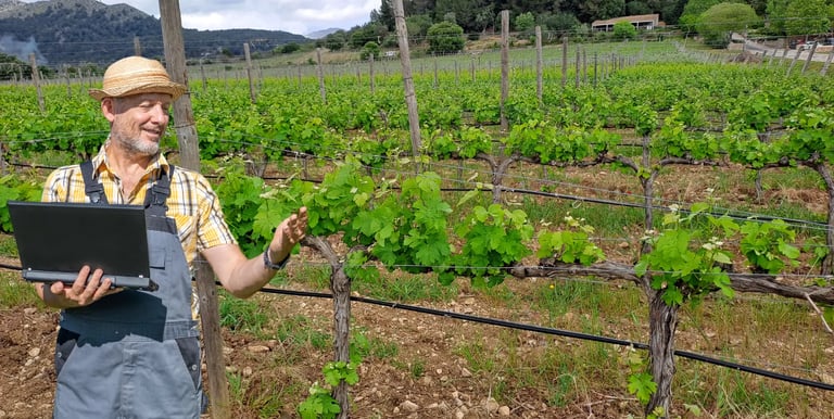 Asesoría Técnica en viñedos en Mallorca