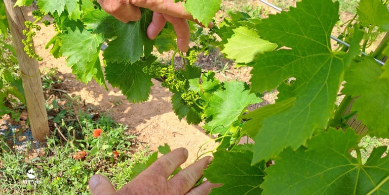 servicios ecológicos para viñedos en mallorca