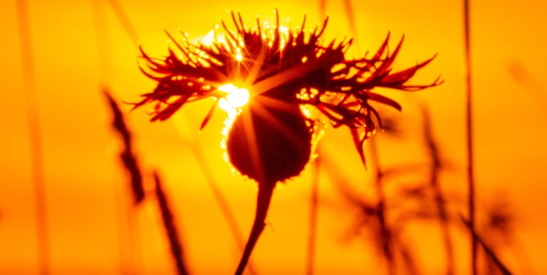 Photography of a flower amongst grass with the sun setting in the background. landscape.