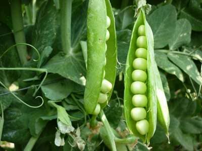 Vaina con chícharos