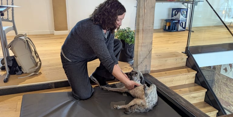 Svenja Stoll behandlet Pudel Paula