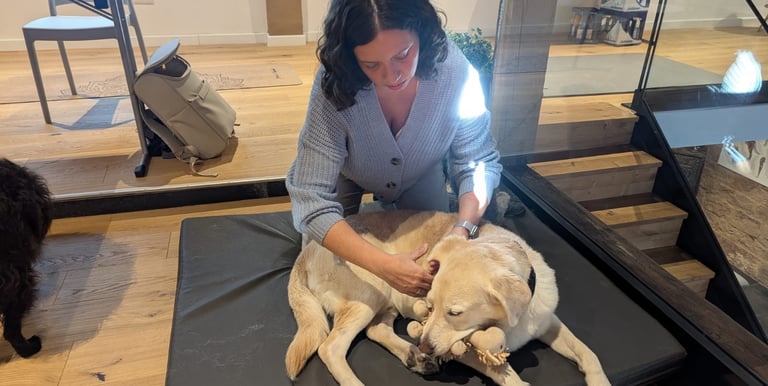 Hundephysiotherapie in Karlstein – Svenja Stoll behandelt einen Hund mit Shiatsu, Massage und Mobilisation