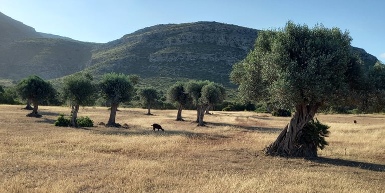 Field of ancient olive trees in the Llevant Peninsula Natural Park