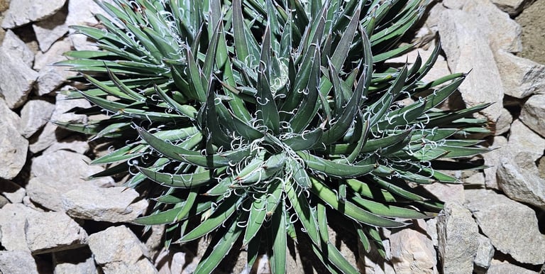 agave plant grown by Steve Sanchez