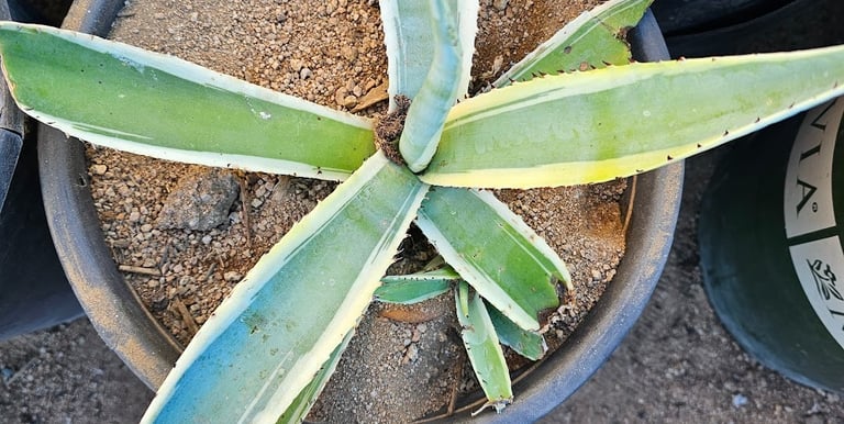 Young agave plant grown by Steve Sanchez