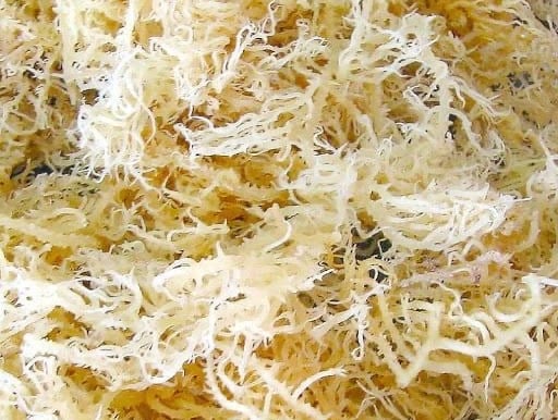 PREMIUM EXPORT DRIED EUCHEUMA COTTONII