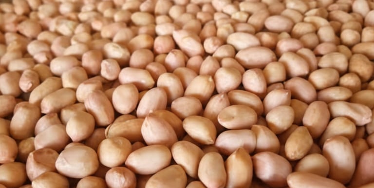 Java Peanuts Exporters from India 