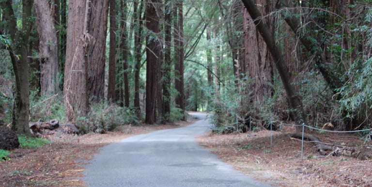 An asphalt bikepath in the forested redwoods of Big Sur California