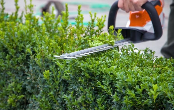 hedge trimming
