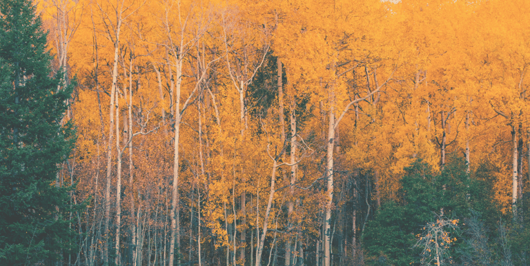 golden-woods-aspens
