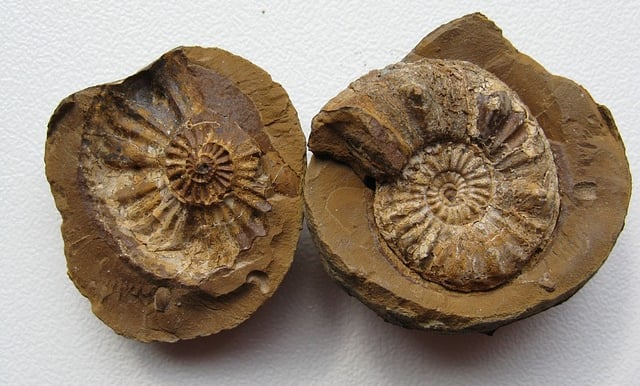 Two spiral-shaped fossil shells of ammonites displayed side by side