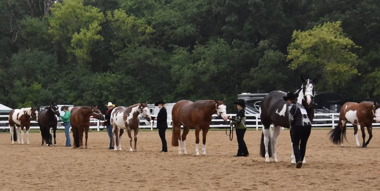 A line-up of horses being shown in halter in an arena.