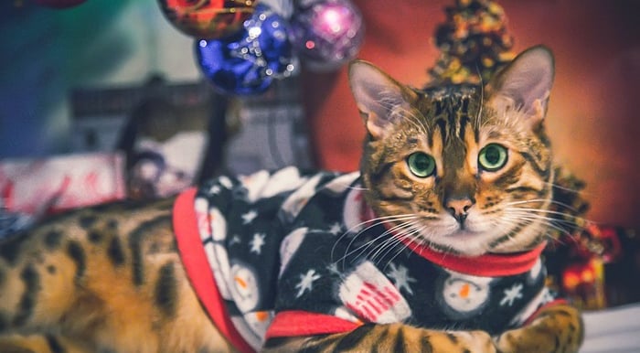 Un gato bengalí manchado con un suéter festivo de muñeco de nieve frente a adornos navideños.