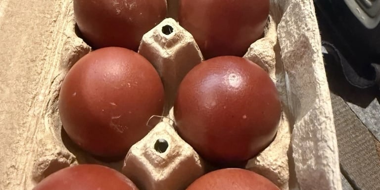 BLACK COPPER MARAN EGGS