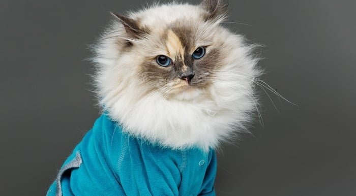 Un gato Ragdoll esponjoso de pelo largo y ojos azules que lleva un suéter azul turquesa para mascota