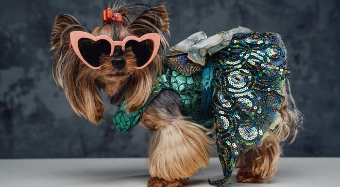 chihuahua con lentes y vestido