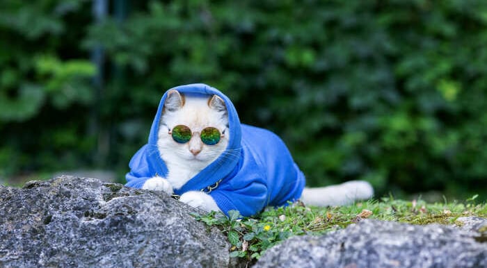 Un elegante gato blanco con una sudadera azul y gafas sentado al aire libre detrás de unas rocas