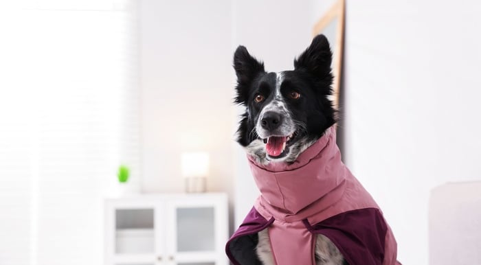 A black and white Border Collie wearing a pink waterproof winter dog coat indoors.