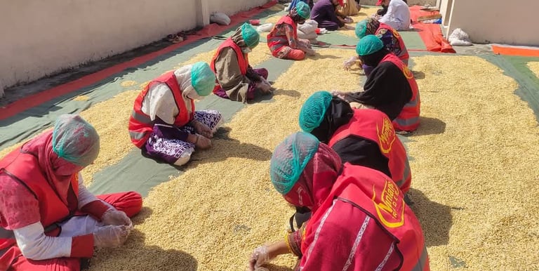 Pine Nuts Processing / Manual Grading