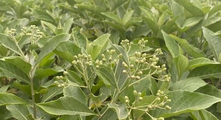 Plantations de Vernonia