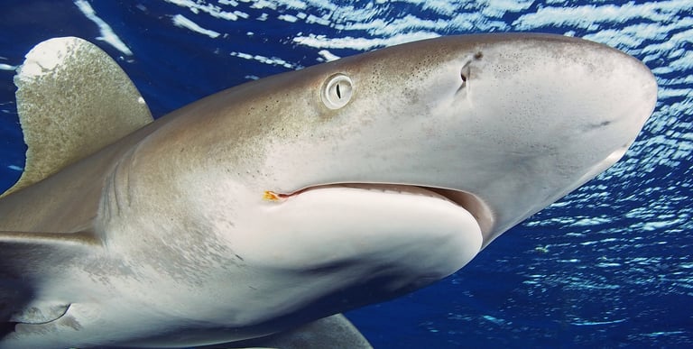 Requin Longimanus de face