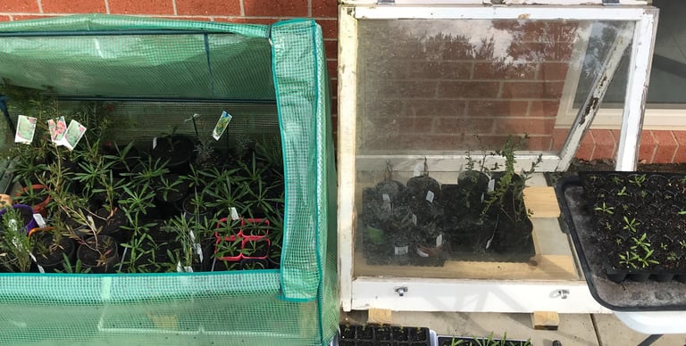 a table with seeding seeding plants in a greenhouse
