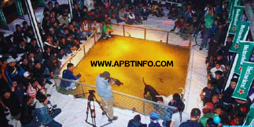 fighting pit bull ring pit fight dog