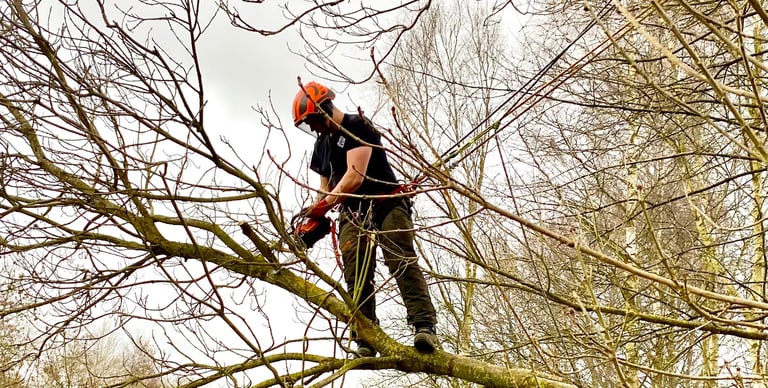 Chainsaw from harness / aerial pruning