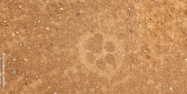 the foot print of flat head cat, or wild cat