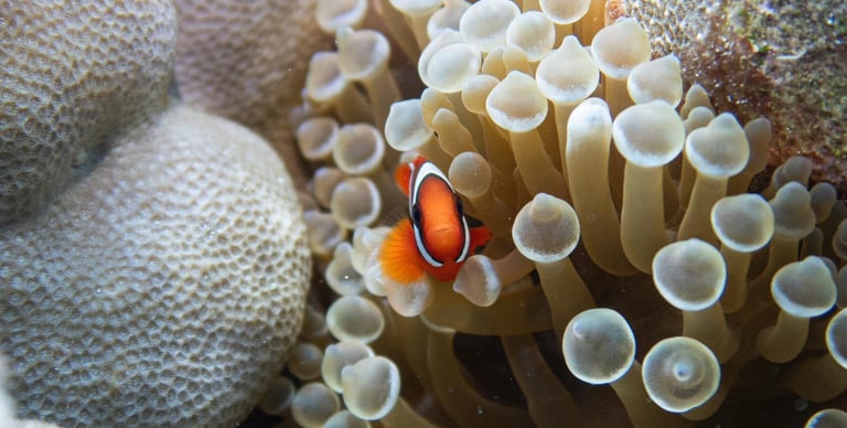 coral coron palawan philippines