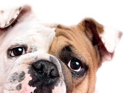 Atendimento Veterinário para Cães em Maringá 24 Horas