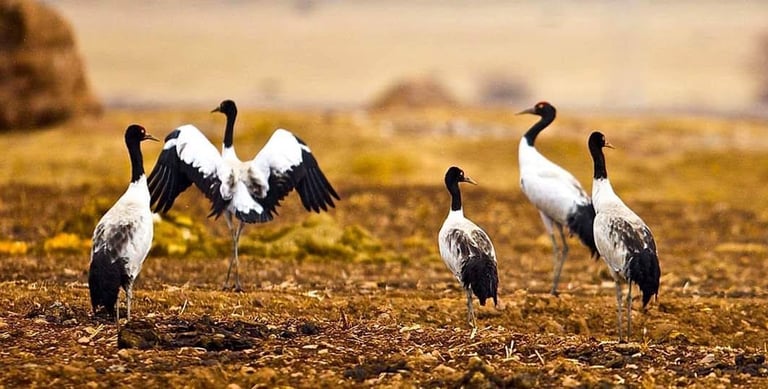 black-necked-carne-on-their-roosting-ground-in-phobjikha-valley-west-bhutan