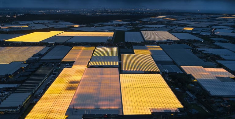 Photo of greenhouses lit up at night in the Netherlands