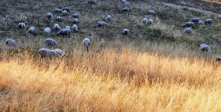 Galgenfeld im Sommer
