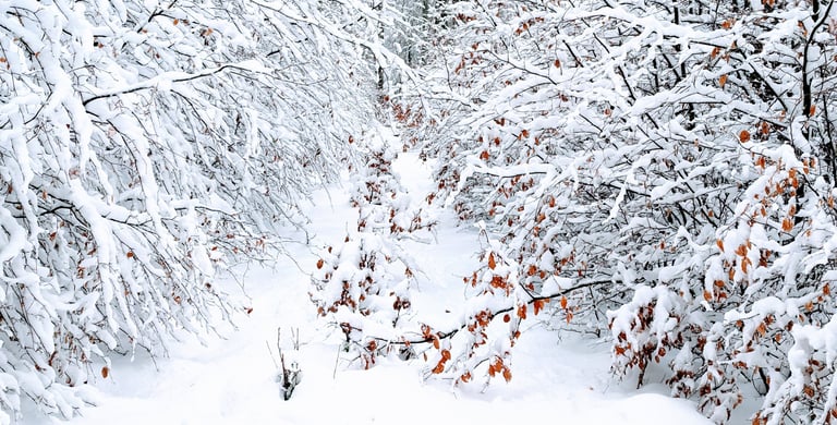 Großer Eichwald im Winter
