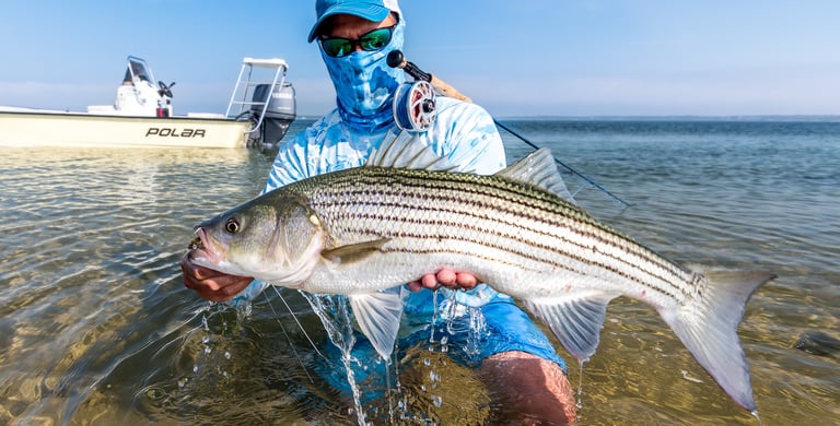 Striped bass in the east end of Long Island, NY