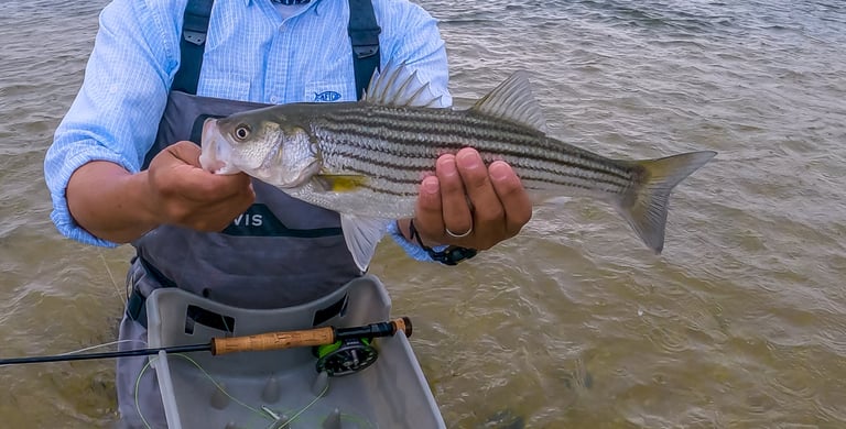 Striped Bass on the fly!