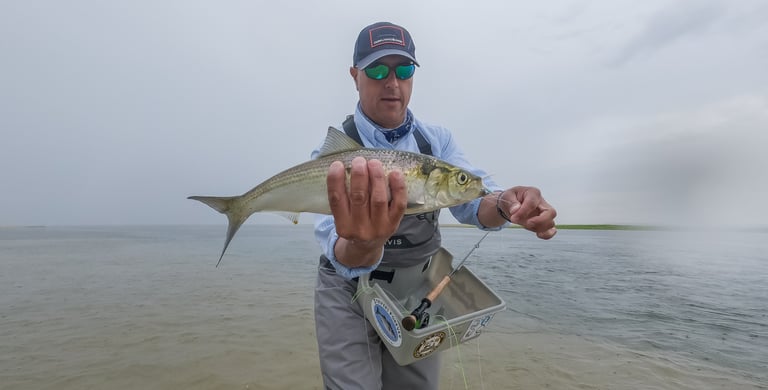 Shad Long Island