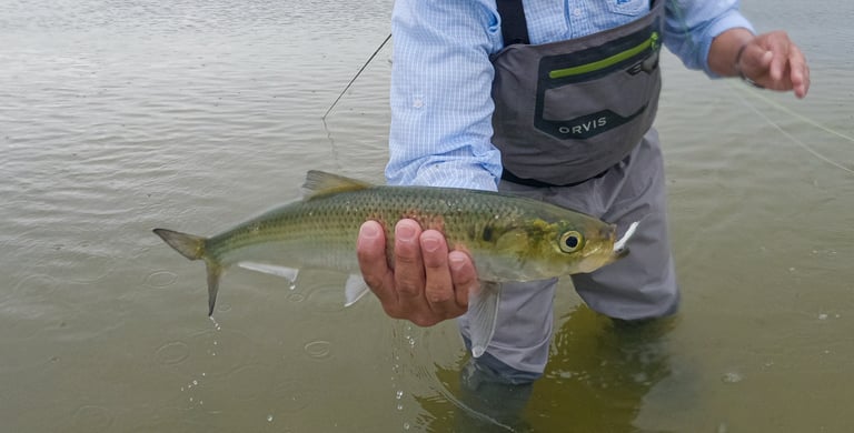 How to shad fly fish