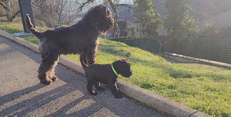 Maman et son chiot Schnauzer miniature noir