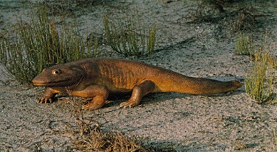 Ιchthyostega, model by J.S. Collard (H.R. Allen Studios).https://www.britannica.com/animal/Ichthyos