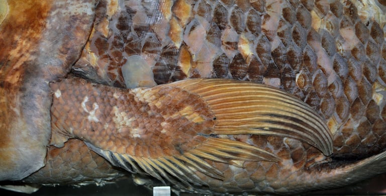 Pectoral fin of a West Indian Ocean coelacanth , https://en.wikipedia.org/wiki/Coelacanth