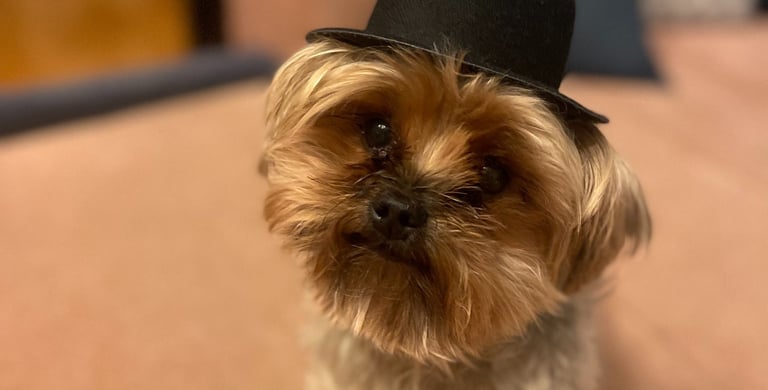 Hundehaare entfernen Auto Linz – professionelle Innenreinigung mit Tierhaarentfernung
