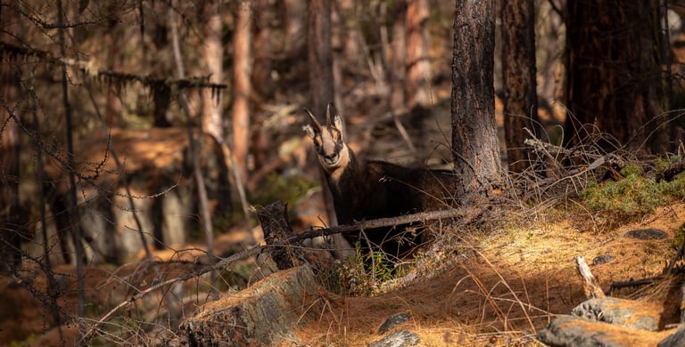 a goat in the woods with a mountain in the background