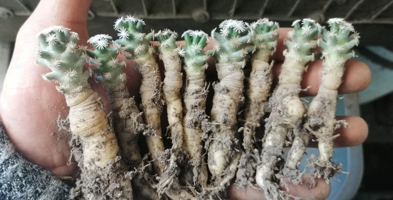 a person holding a bunch of plants that are growing