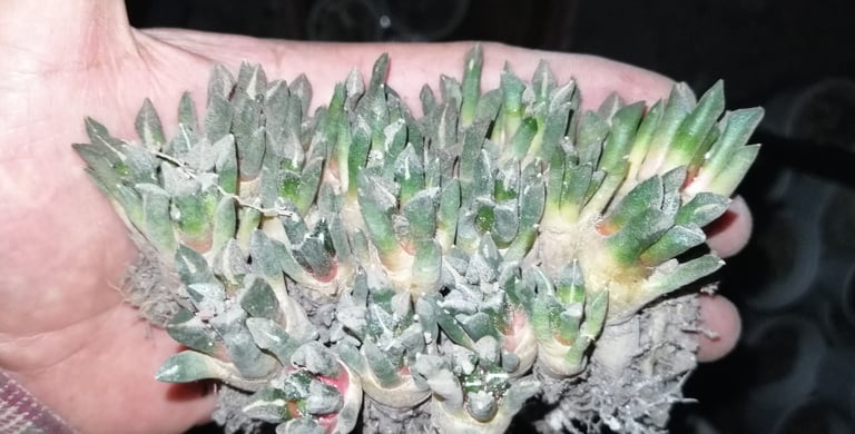 a person holding a plant with green leaves