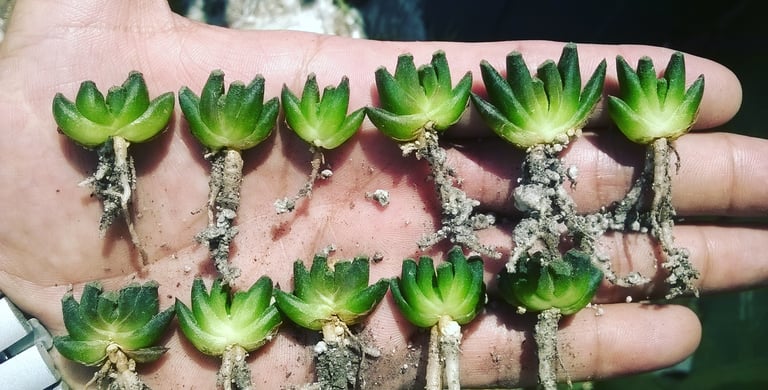 a person holding a bunch of green plants