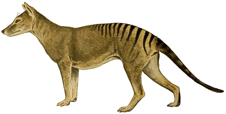 reconstrução realista de um lobo-da-tasmânia